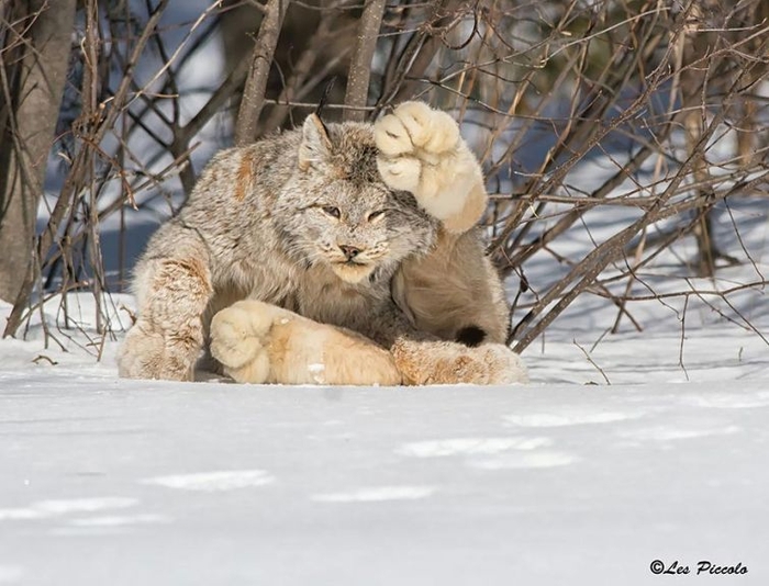 20 редчайших кошек, о которых вы, скорее всего, не знали